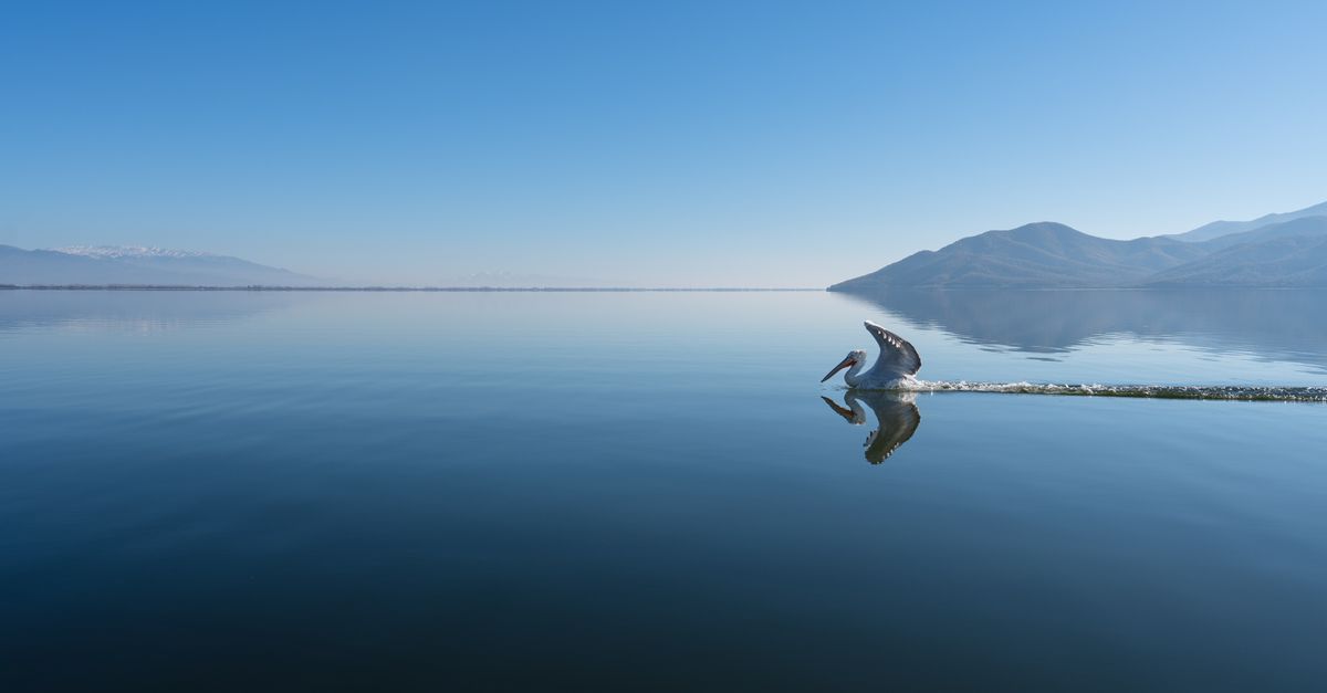 Пеликан в спокойните води на езерото Керкини в Гърция