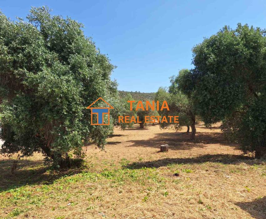 Οικόπεδο προς πώληση στη Θάσο, Αστρίδα