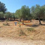 Οικόπεδο προς πώληση στη Θάσο, Αστρίδα