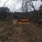 Земя за продажба на о. Тасос, Потамиа